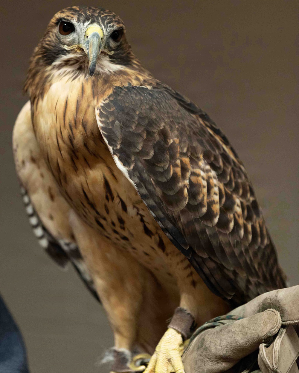 Eagle Watch Weekend Returns, Showcasing Winter Eagles Along the Illinois River