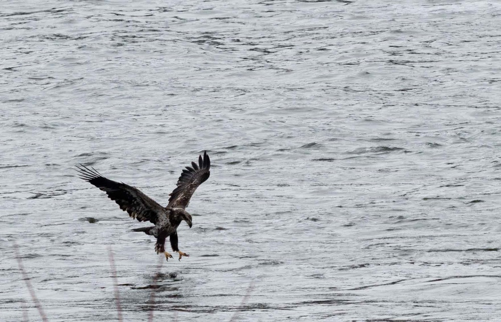 Eagle Watch Weekend Returns, Showcasing Winter Eagles Along the Illinois River