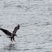 Eagle Watch Weekend Returns, Showcasing Winter Eagles Along the Illinois River