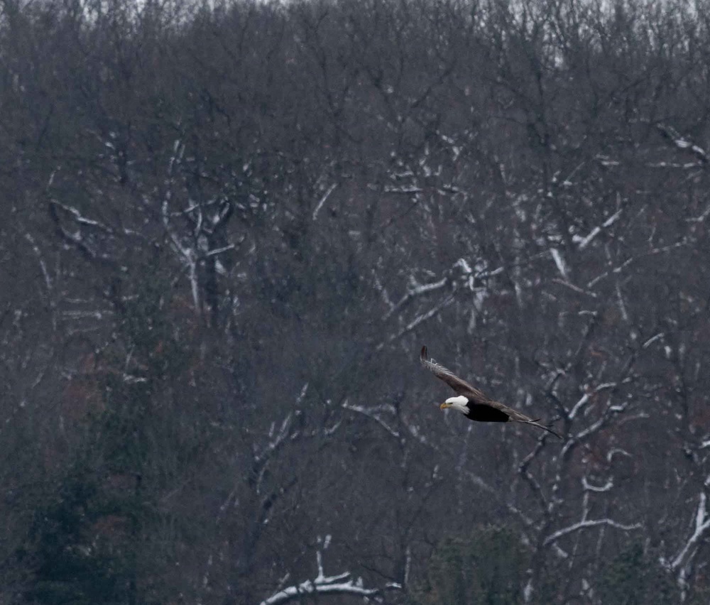 Eagle Watch Weekend Returns, Showcasing Winter Eagles Along the Illinois River