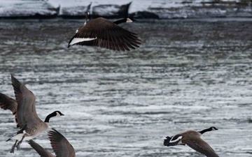 Eagle Watch Weekend Returns, Showcasing Winter Eagles Along the Illinois River