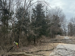 Rangers Balance Safety and Stewardship  in Hazard Tree Removal at Saylorville Lake