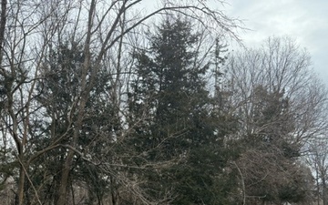 Rangers Balance Safety and Stewardship  in Hazard Tree Removal at Saylorville Lake