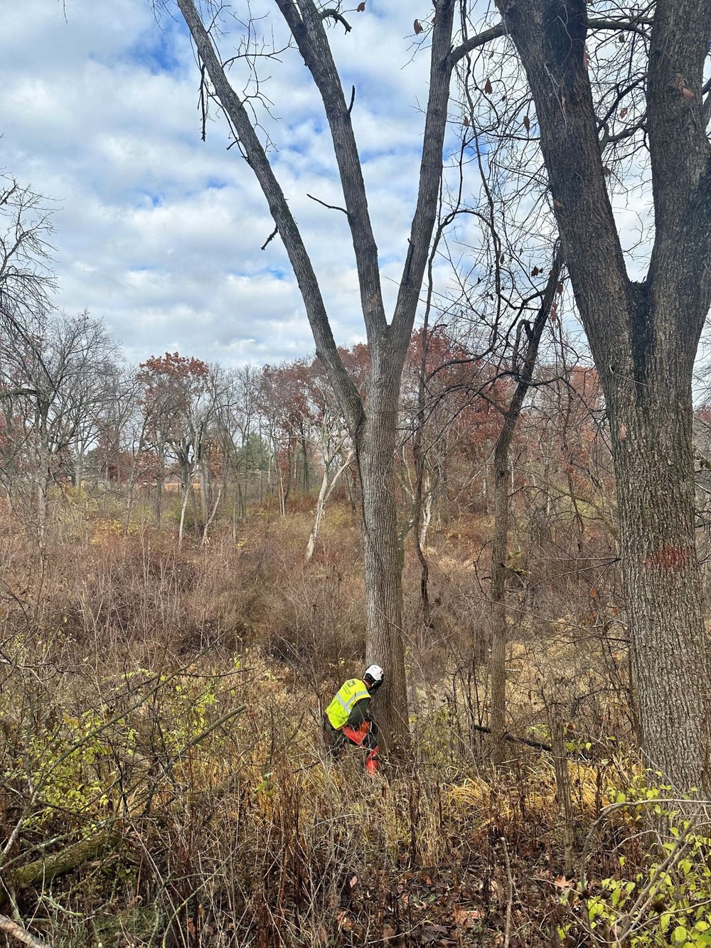 Rangers Balance Safety and Stewardship  in Hazard Tree Removal at Saylorville Lake