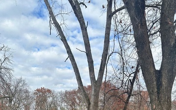 Rangers Balance Safety and Stewardship  in Hazard Tree Removal at Saylorville Lake