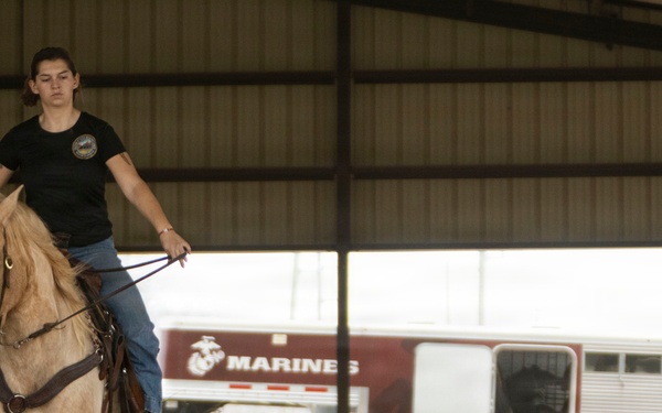 U.S. Marine Corps Mounted Color Guard conducts horsemanship training in preparation for Houston Livestock Show and Rodeo