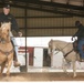 U.S. Marine Corps Mounted Color Guard conducts horsemanship training in preparation for Houston Livestock Show and Rodeo