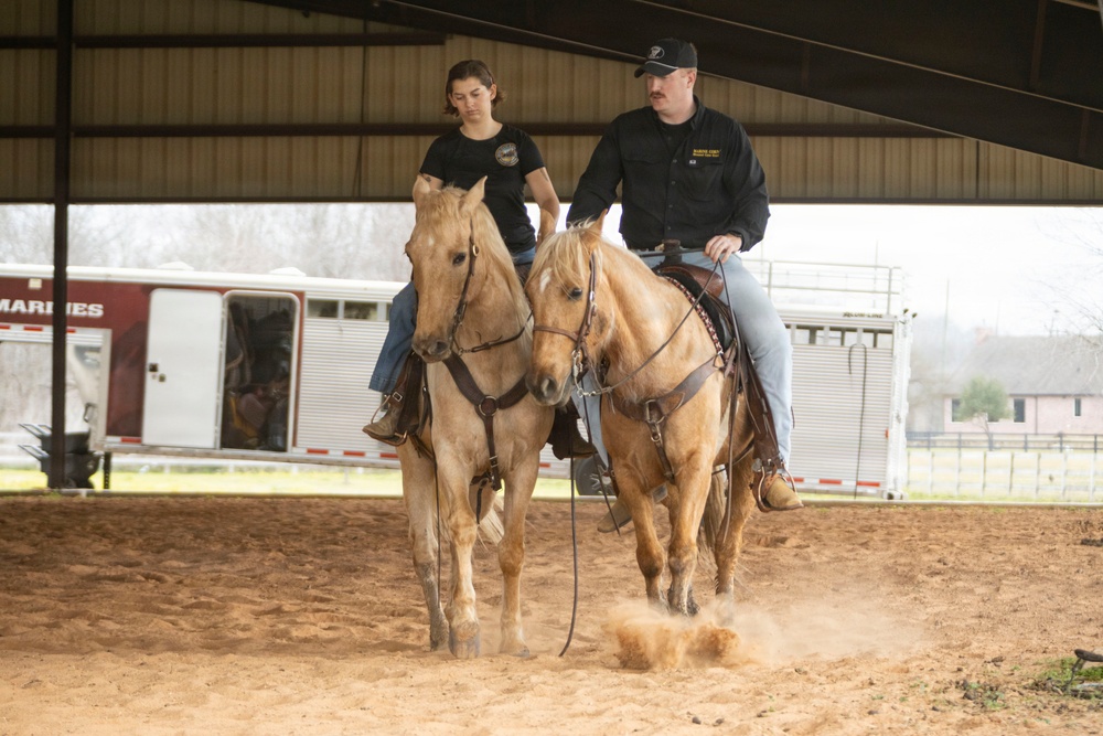 U.S. Marine Corps Mounted Color Guard conducts horsemanship training in preparation for Houston Livestock Show and Rodeo