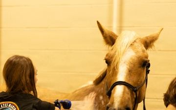 U.S. Marine Corps Mounted Color Guard prepares for the Houston Livestock Show and Rodeo