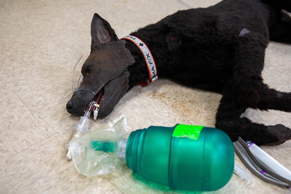First Year Graduate Veterinary Education officers conduct tactical combat care training during Military Working Dog Week 2026