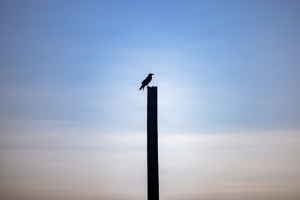 U.S. Marines with Martial Arts Instructor Course 48-26 participate in culminating event