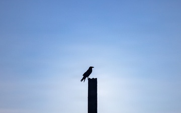 U.S. Marines with Martial Arts Instructor Course 48-26 participate in culminating event
