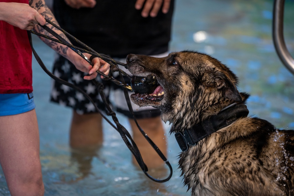 Military working dogs participate in aquatics training
