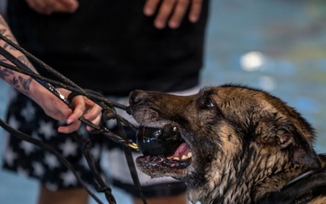 Military working dogs participate in aquatics training