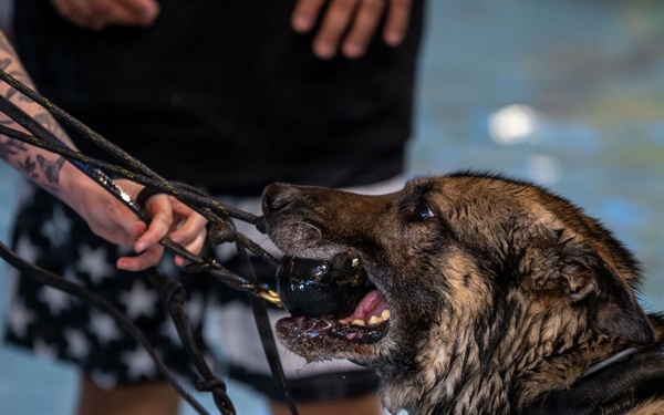 Military working dogs participate in aquatics training