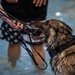 Military working dogs participate in aquatics training