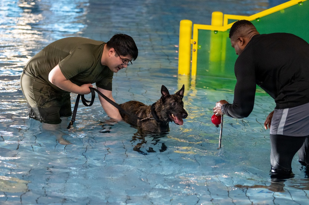 Military working dogs participate in aquatics training