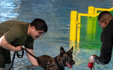 Military working dogs participate in aquatics training