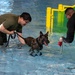 Military working dogs participate in aquatics training