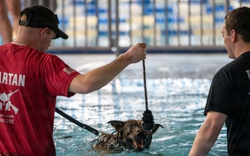 Military working dogs participate in aquatics training