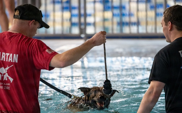 Military working dogs participate in aquatics training