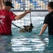 Military working dogs participate in aquatics training