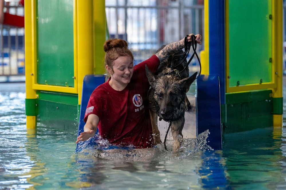 Military working dogs participate in aquatics training