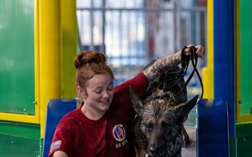 Military working dogs participate in aquatics training