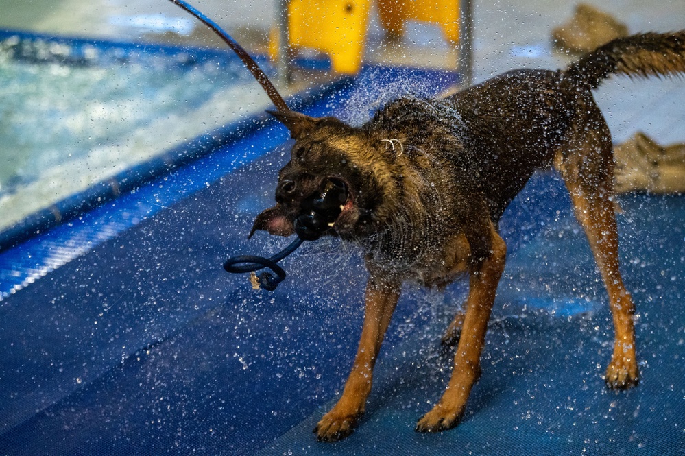 Military working dogs participate in aquatics training