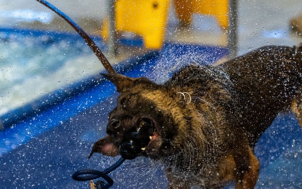 Military working dogs participate in aquatics training