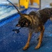Military working dogs participate in aquatics training