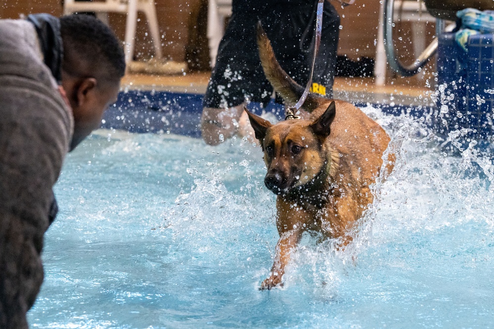 Military working dogs participate in aquatics training