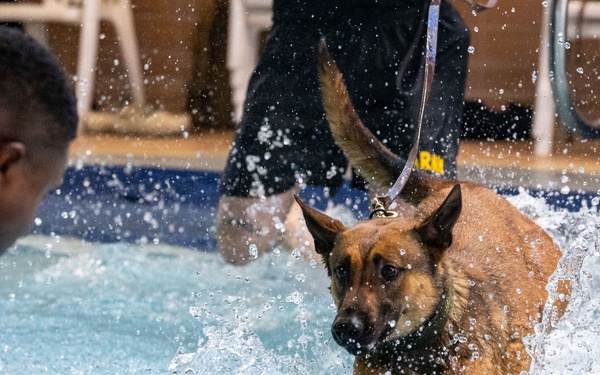 Military working dogs participate in aquatics training