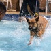 Military working dogs participate in aquatics training