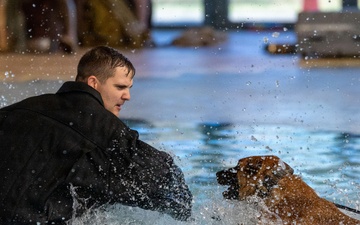 Military working dogs participate in aquatics training