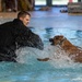 Military working dogs participate in aquatics training