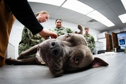 We Keep the Four-Pawed Warfighter in the Fight: Cherry Point Sailors Train with Army Veterinary Specialists