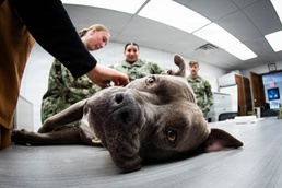 We Keep the Four-Pawed Warfighter in the Fight: Cherry Point Sailors Train with Army Veterinary Specialists