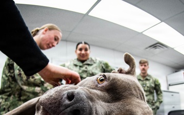 We Keep the Four-Pawed Warfighter in the Fight: Cherry Point Sailors Train with Army Veterinary Specialists