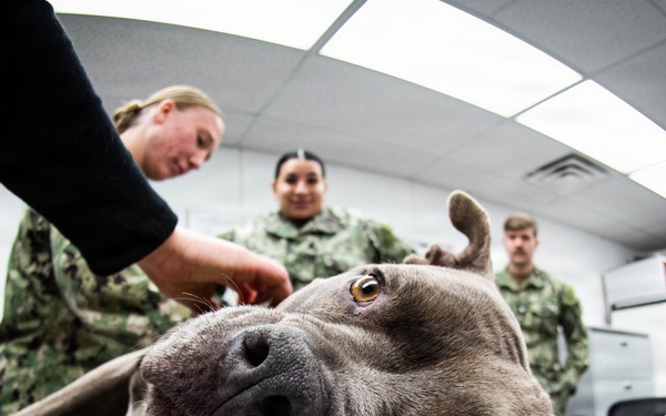 We Keep the Four-Pawed Warfighter in the Fight: Cherry Point Sailors Train with Army Veterinary Specialists