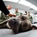 We Keep the Four-Pawed Warfighter in the Fight: Cherry Point Sailors Train with Army Veterinary Specialists