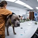 We Keep the Four-Pawed Warfighter in the Fight: Cherry Point Sailors Train with Army Veterinary Specialists