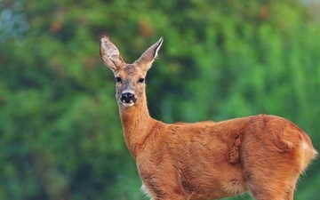 Fort Meade announces annual deer herd reduction measures