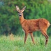 Fort Meade announces annual deer herd reduction measures