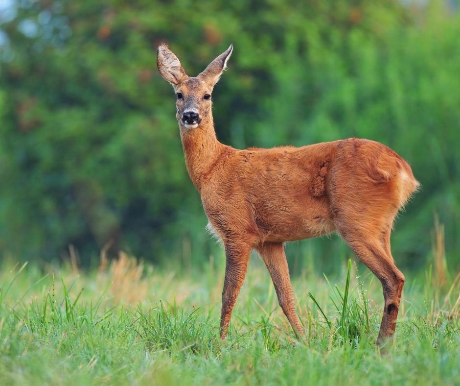 Fort Meade announces annual deer herd reduction measures