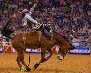 Red Cross Animal Visitation Program PROMO