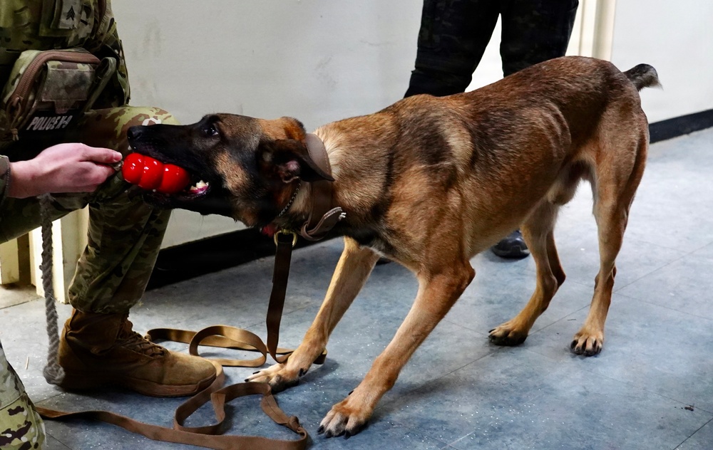 Military working dog rewarded during training