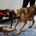 Military working dog rewarded during training