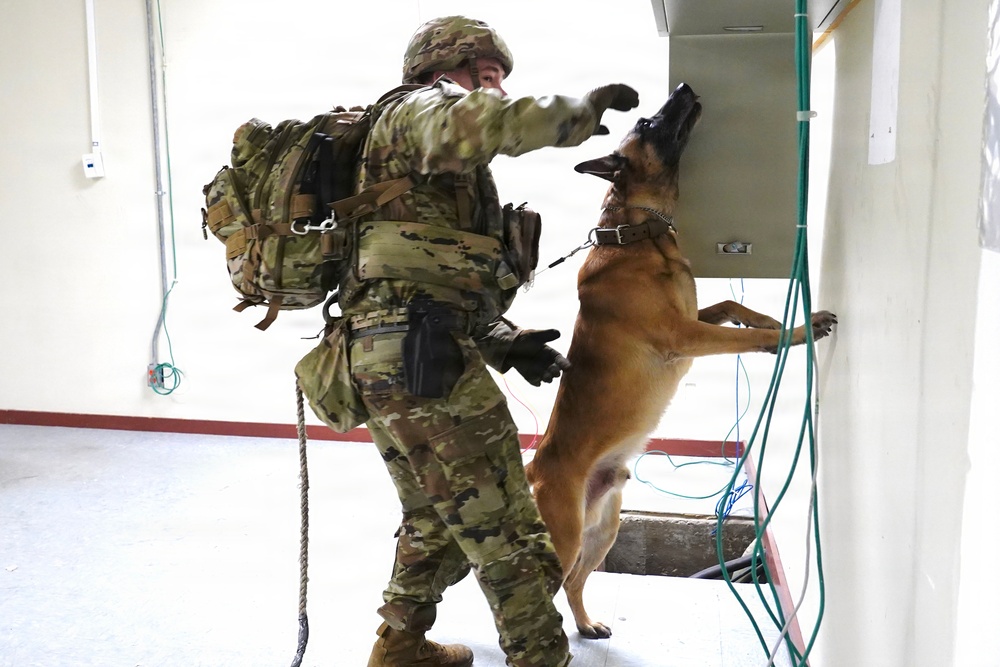 Military working dog searches concealed area