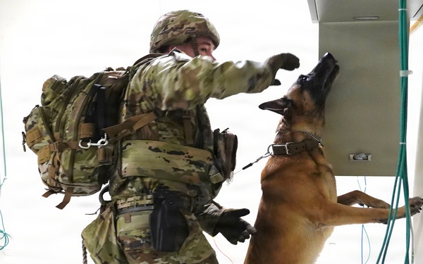 Military working dog searches concealed area